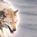 Coreea de Sud: Un bărbat, arestat pentru o poză IA cu un lup fugar