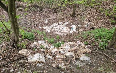 Vaslui: Pui de găină abandonați în pădure. Autoritățile au deschis o anchetă
