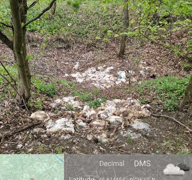 Vaslui: Pui de găină abandonați în pădure. Autoritățile au deschis o anchetă