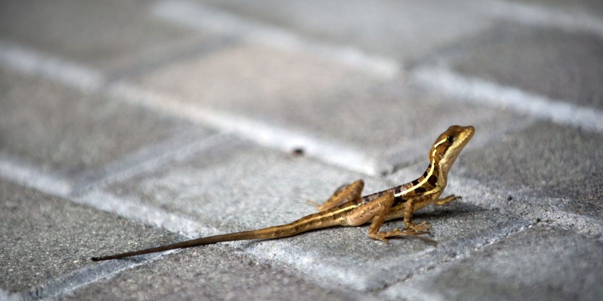 Animalele sălbatice, surprinse de viața în oraș: Cum se adaptează?