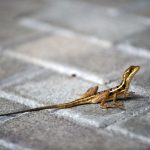 Animalele sălbatice, surprinse de viața în oraș: Cum se adaptează?