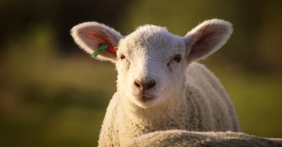 Prețurile pentru carnea de miel variază semnificativ în marile magazine din România, în funcție de lanțul de supermarketuri și tipul de produs