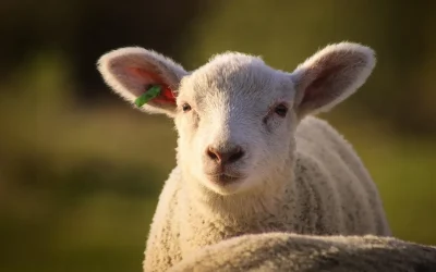 Prețurile pentru carnea de miel variază semnificativ în marile magazine din România, în funcție de lanțul de supermarketuri și tipul de produs