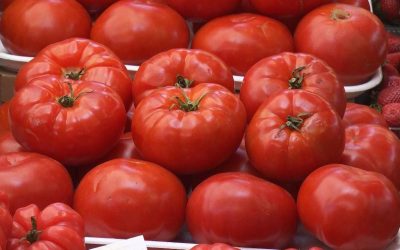 Producătorii români de roșii anunță o recoltă întârziată, influențată de temperaturile scăzute din această primăvară, și avansează un preț inițial de 50 de lei pe kilogram