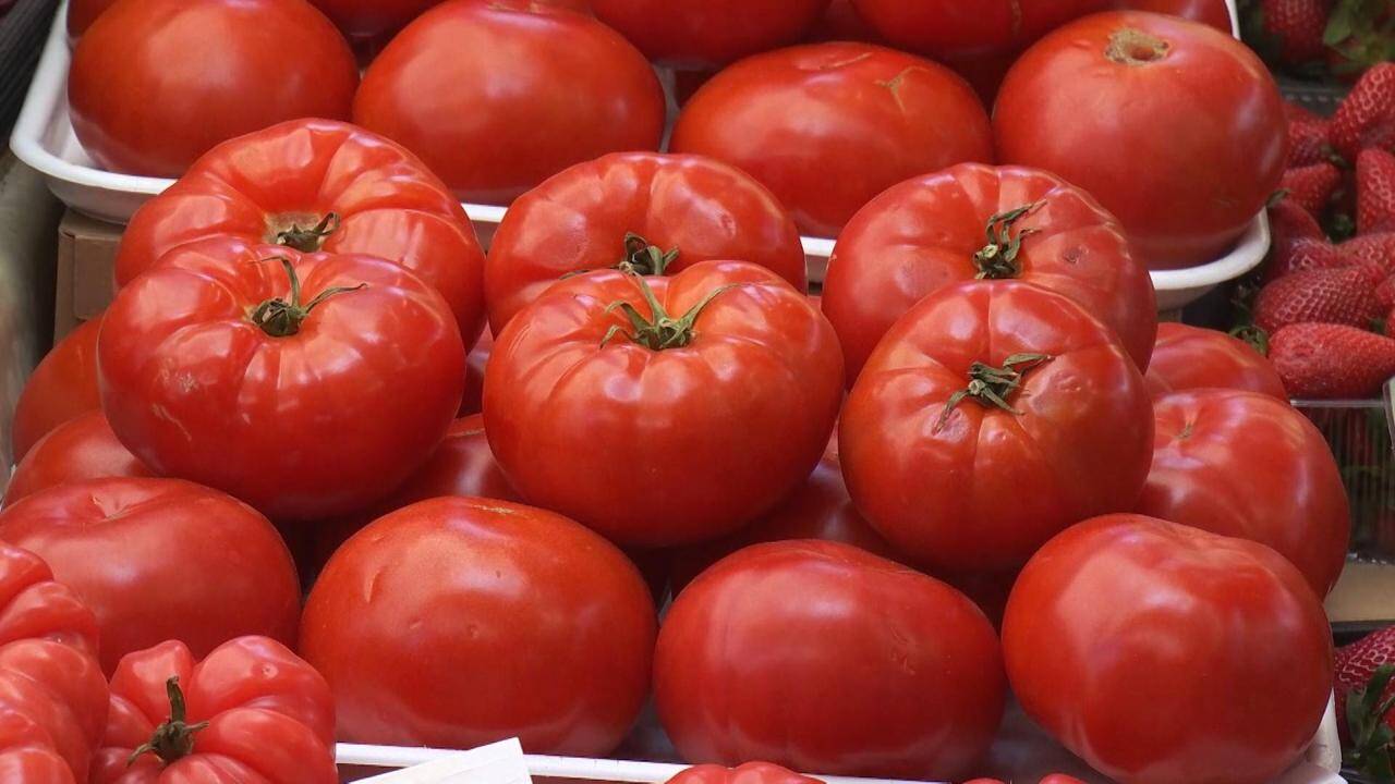 Producătorii români de roșii anunță o recoltă întârziată, influențată de temperaturile scăzute din această primăvară, și avansează un preț inițial de 50 de lei pe kilogram