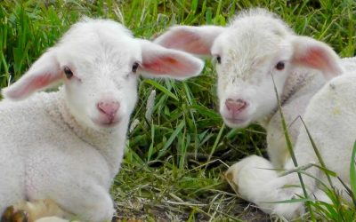 De Paște, multe familii din România caută alternative mai ieftine pentru a înlocui mielul tradițional, în contextul scumpirilor generale și al creșterii costurilor pentru produsele de sărbătoare