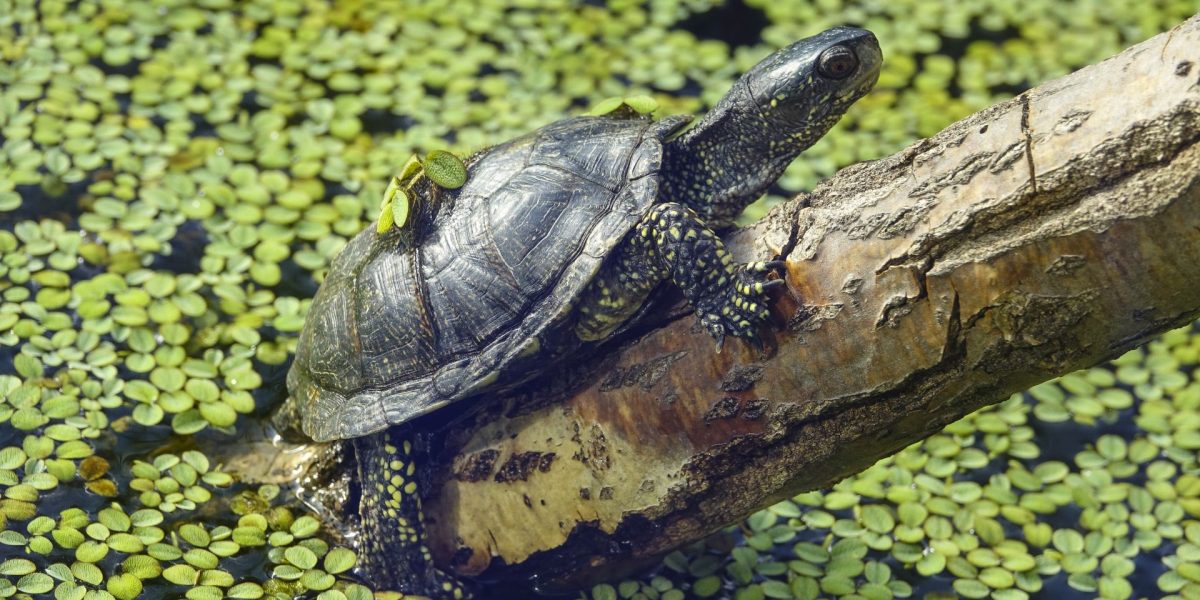 Neanderthalienii din Germania: Copiii vânau țestoase minuscule, nu pentru hrană