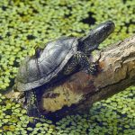 Neanderthalienii din Germania: Copiii vânau țestoase minuscule, nu pentru hrană