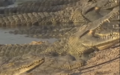 India ia în calcul utilizarea crocodililor pentru a controla imigrația ilegală India analizează posibilitatea de a folosi „batalioane” de crocodili pentru a stopa imigrația ilegală din Bangladesh, conform informațiilor apărute