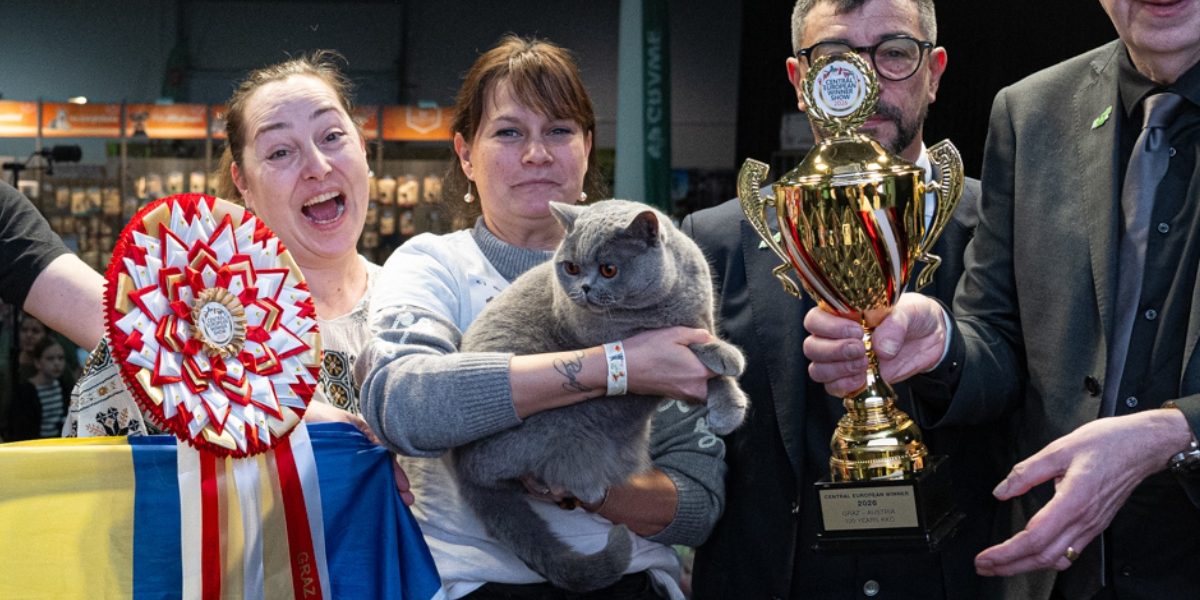 Ursoaica de Bucovina cucerește Europa: Cea mai frumoasă pisică e din România