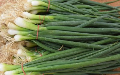 Cum să cultivi ceapă verde în pahar fără pământ sau efort