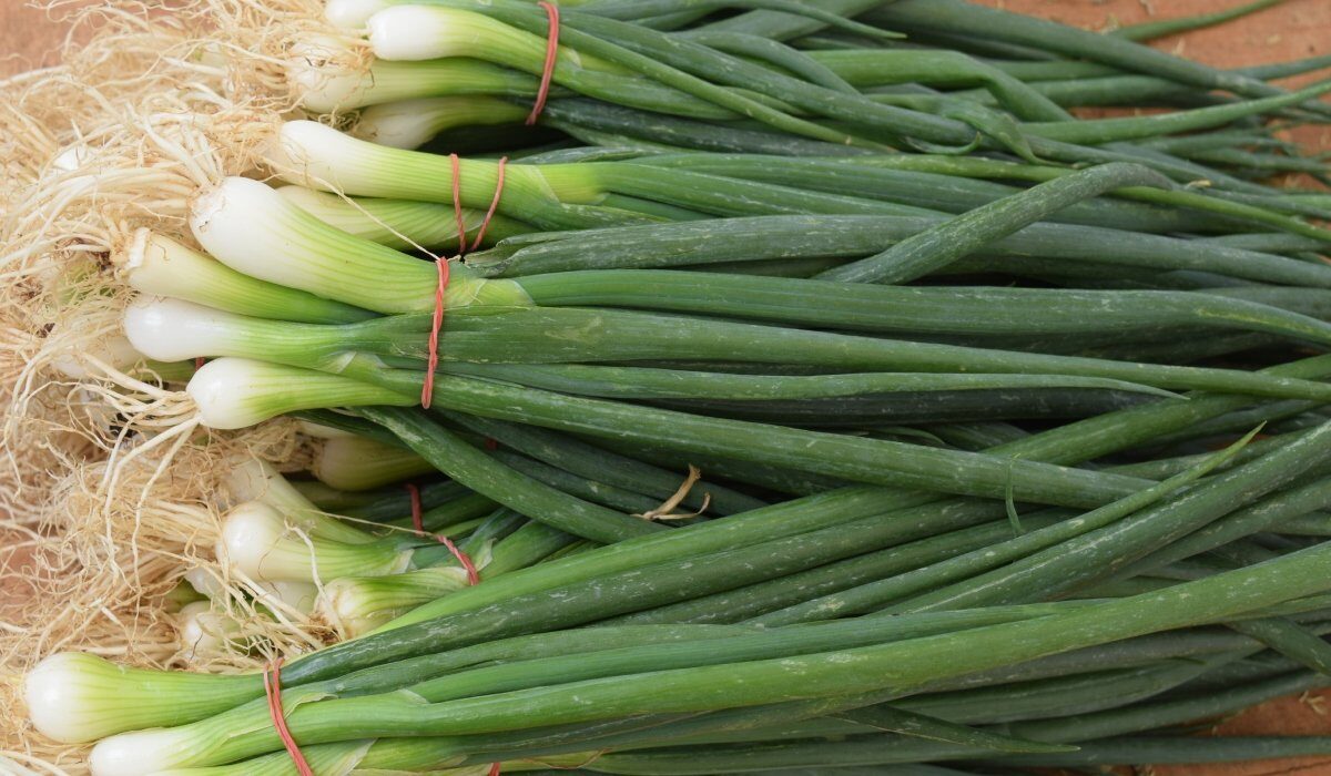 Cum să cultivi ceapă verde în pahar fără pământ sau efort