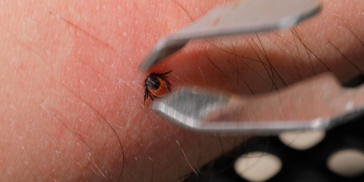 Atenție, încep sezonul căpușelor: ce recomandă experții în România