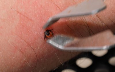 Atenție, încep sezonul căpușelor: ce recomandă experții în România