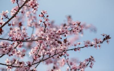 Parcurile din București înfloresc de sărbătoarea Floriilor, un eveniment care a fost surprins de echipa G4Media.ro în imagini pline de culoare și candoare