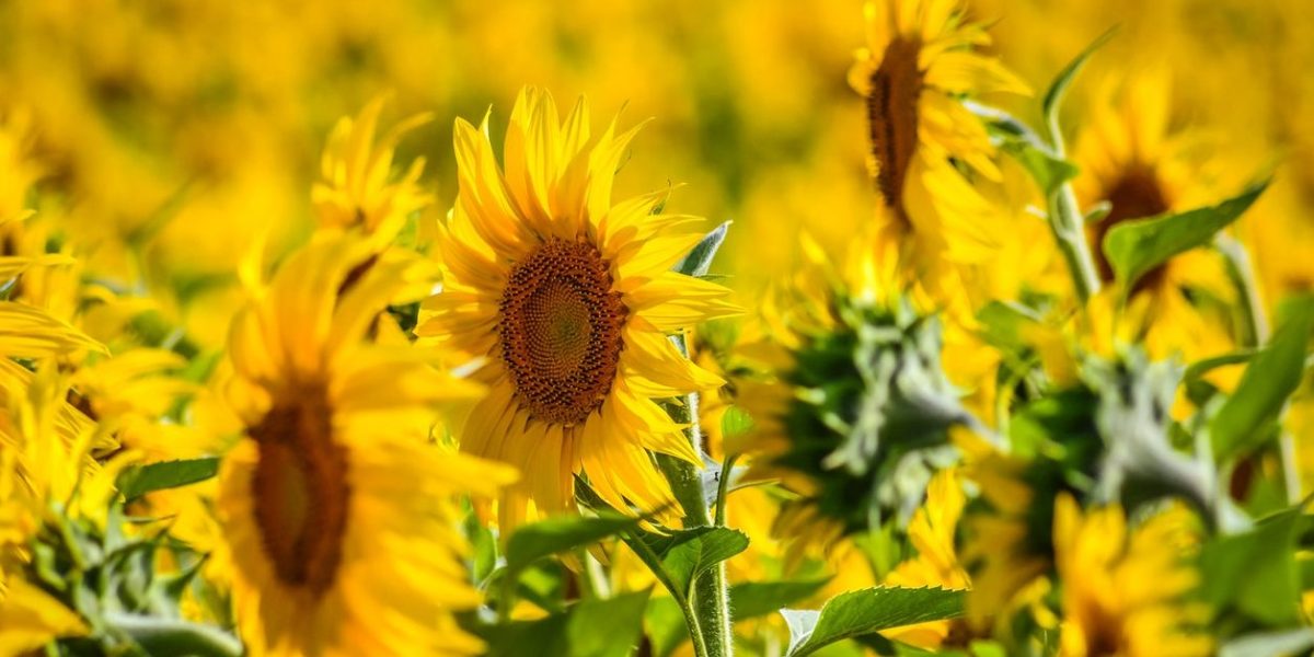 România, lider mondial la floarea soarelui: Depășește Franța! Boom agricol european în 2026