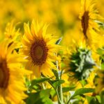 România, lider mondial la floarea soarelui: Depășește Franța! Boom agricol european în 2026