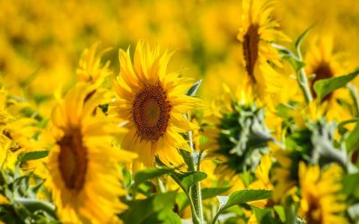 România, lider mondial la floarea soarelui: Depășește Franța! Boom agricol european în 2026
