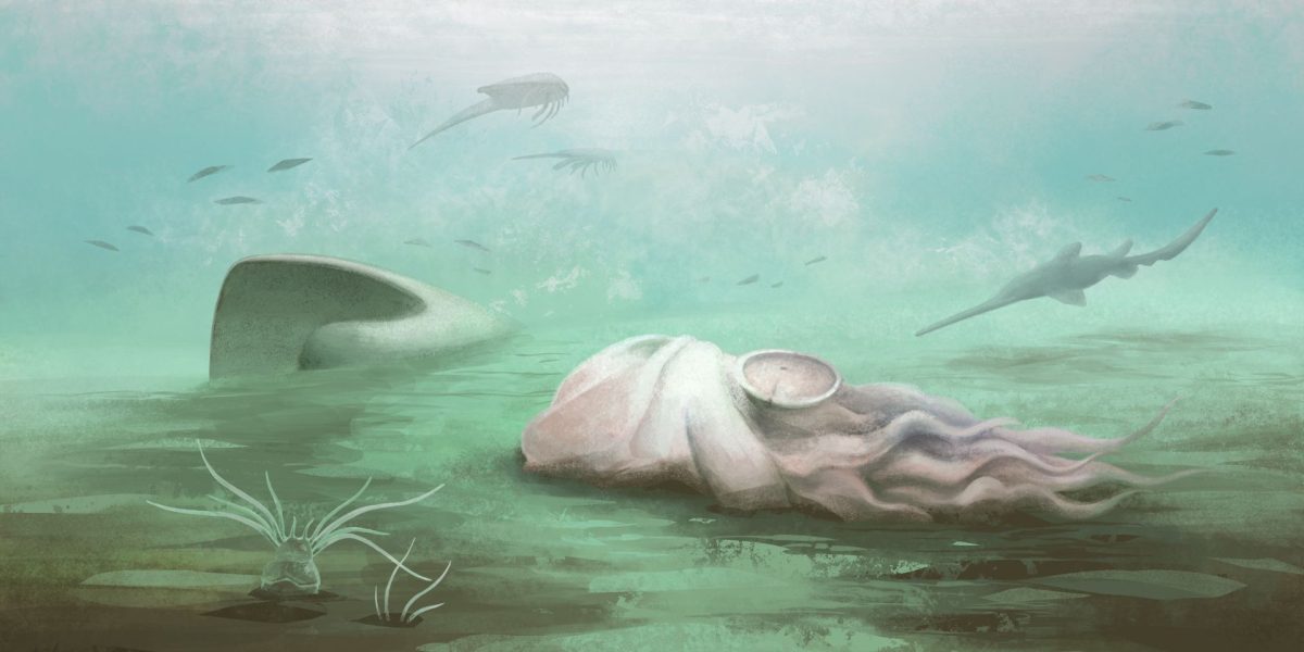 Fosila „celei mai bătrâne caracatițe”, o farsă: scanările au dezvăluit asta