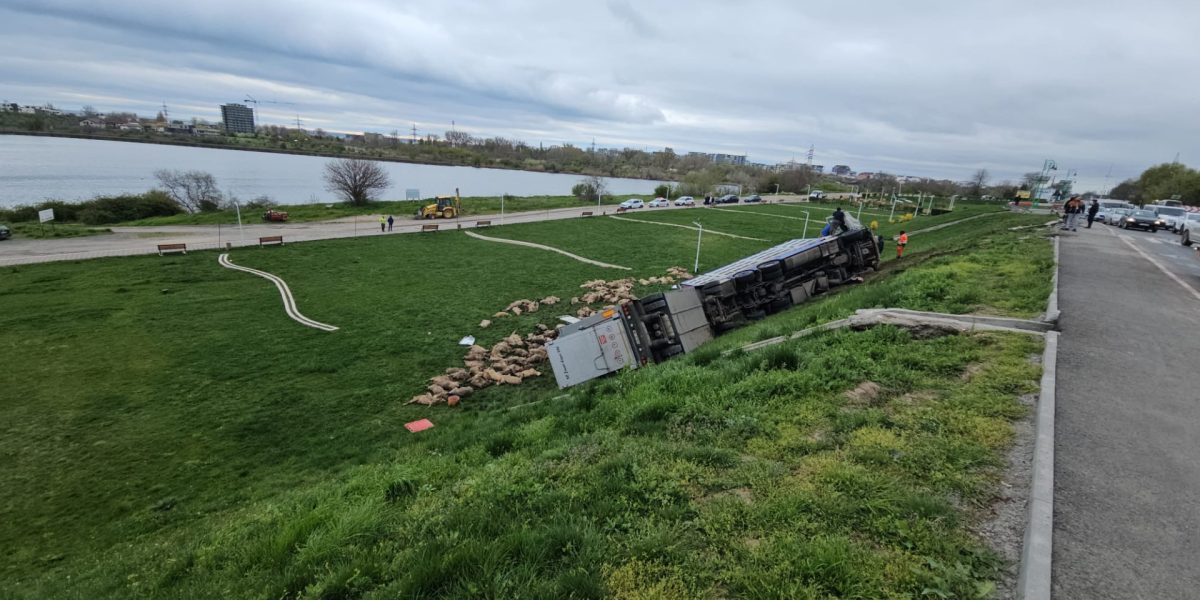 Accident TERIBIL: Camion cu oi răsturnat, 160 de animale moarte în România
