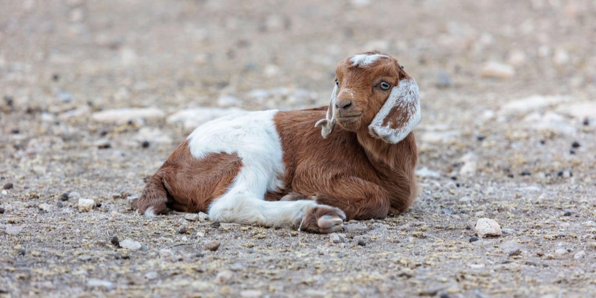 Prețurile la carne în Săptămâna Mare se negociază acum la kilogram, iar preferatul rămâne mielul În această perioadă, în piețele din întreaga țară, pregătirile pentru Săptămâna Mare se fac cu prețuri care variază după kilogram, însă mielul continuă să fie preferatul celor care vor să marcheze tradiția pascală