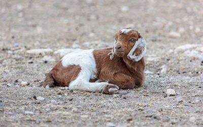 Prețurile la carne în Săptămâna Mare se negociază acum la kilogram, iar preferatul rămâne mielul În această perioadă, în piețele din întreaga țară, pregătirile pentru Săptămâna Mare se fac cu prețuri care variază după kilogram, însă mielul continuă să fie preferatul celor care vor să marcheze tradiția pascală