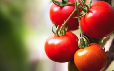Prețurile roșiilor pe piața en gros din Olt au ajuns la valori record pentru acest sezon, ajungând să se vândă cu 40-42 de lei pe kilogram, potrivit datelor centralizate de producători