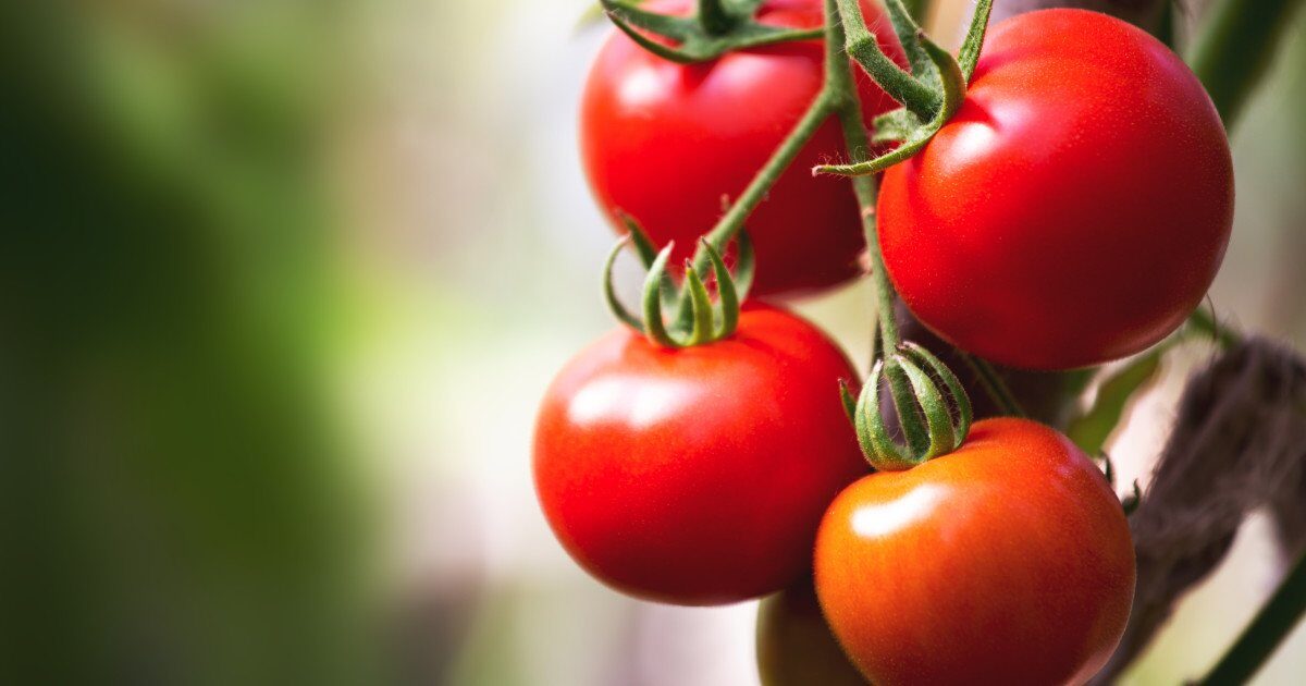 Prețurile roșiilor pe piața en gros din Olt au ajuns la valori record pentru acest sezon, ajungând să se vândă cu 40-42 de lei pe kilogram, potrivit datelor centralizate de producători