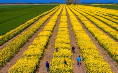 SUA vs. Iran zguduie piețele agricole: România, ferită de penurie, spune expertul Cezar Gheorghe