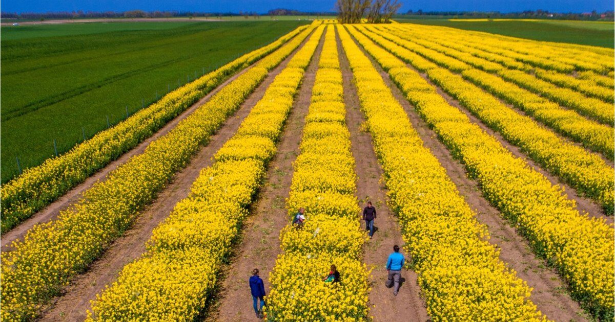 SUA vs. Iran zguduie piețele agricole: România, ferită de penurie, spune expertul Cezar Gheorghe