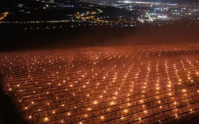 Lumânări anti-îngheț în Cluj: Fermierul a ars 40.000 de euro peste noapte pentru cireși