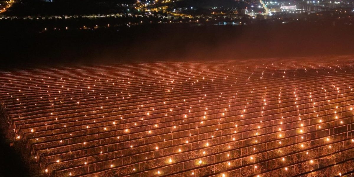 Pomi fructiferi salvați cu 40.000 EURO: De ce sunt cireșele un lux în România