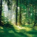 Pădurea, între trecut și viitor: Zone prioritare pentru biodiversitate