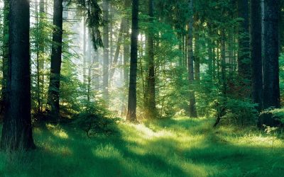 Pădurea, între trecut și viitor: Zone prioritare pentru biodiversitate
