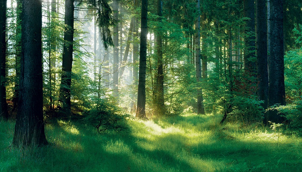 Pădurea, între trecut și viitor: Zone prioritare pentru biodiversitate