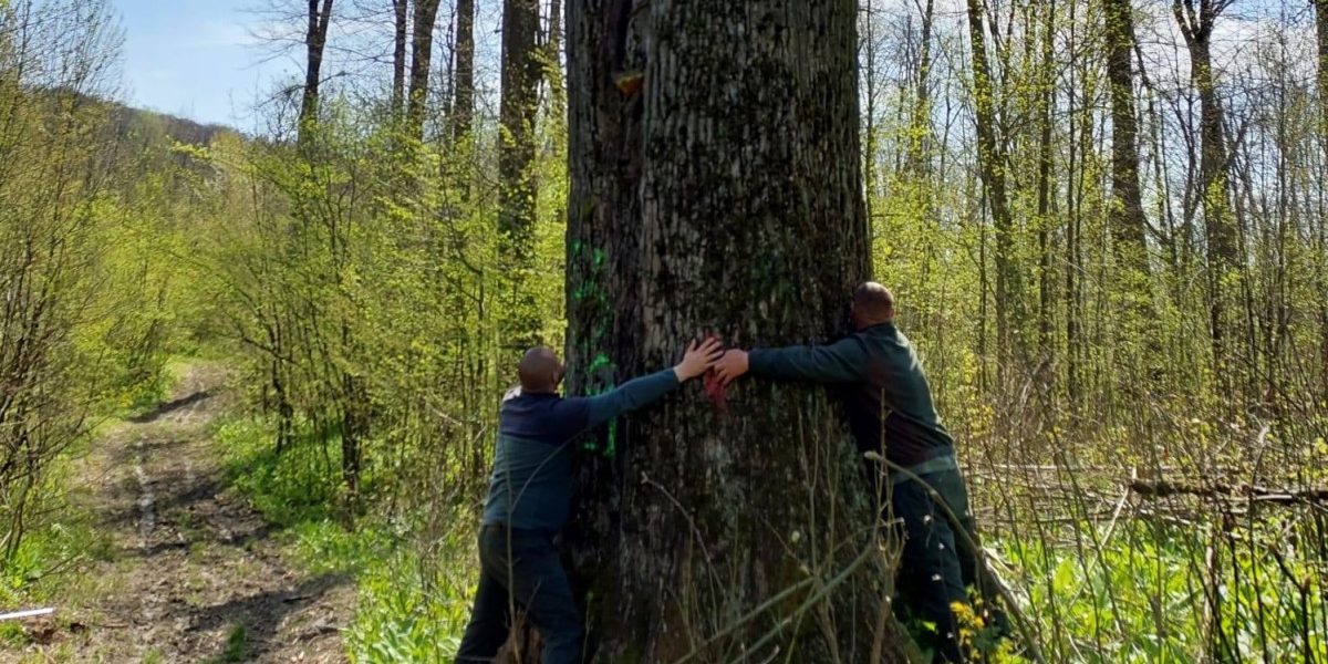Diana Buzoianu salvează copacii seculari de la Iași: „Vor fi arbori pentru biodiversitate”