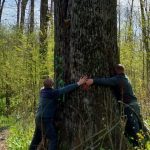 Diana Buzoianu salvează copacii seculari de la Iași: „Vor fi arbori pentru biodiversitate”