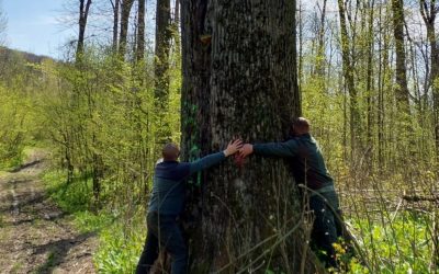 Diana Buzoianu salvează copacii seculari de la Iași: „Vor fi arbori pentru biodiversitate”