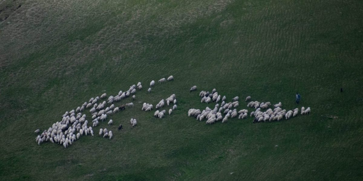 Ministrul Mediului, scandal cu un fake news: Pășunatul și cositul, permise în zonele protejate