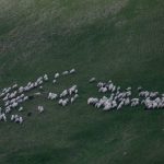 Ministrul Mediului, scandal cu un fake news: Pășunatul și cositul, permise în zonele protejate