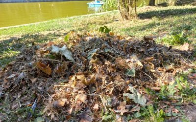 Polițiștii locali au amendat o clinică stomatologică cu 70.000 de lei pentru aruncarea de deșeuri medicale în Parcul Cişmigiu, după ce au descoperit gunoaie de acest tip în miez de noapte