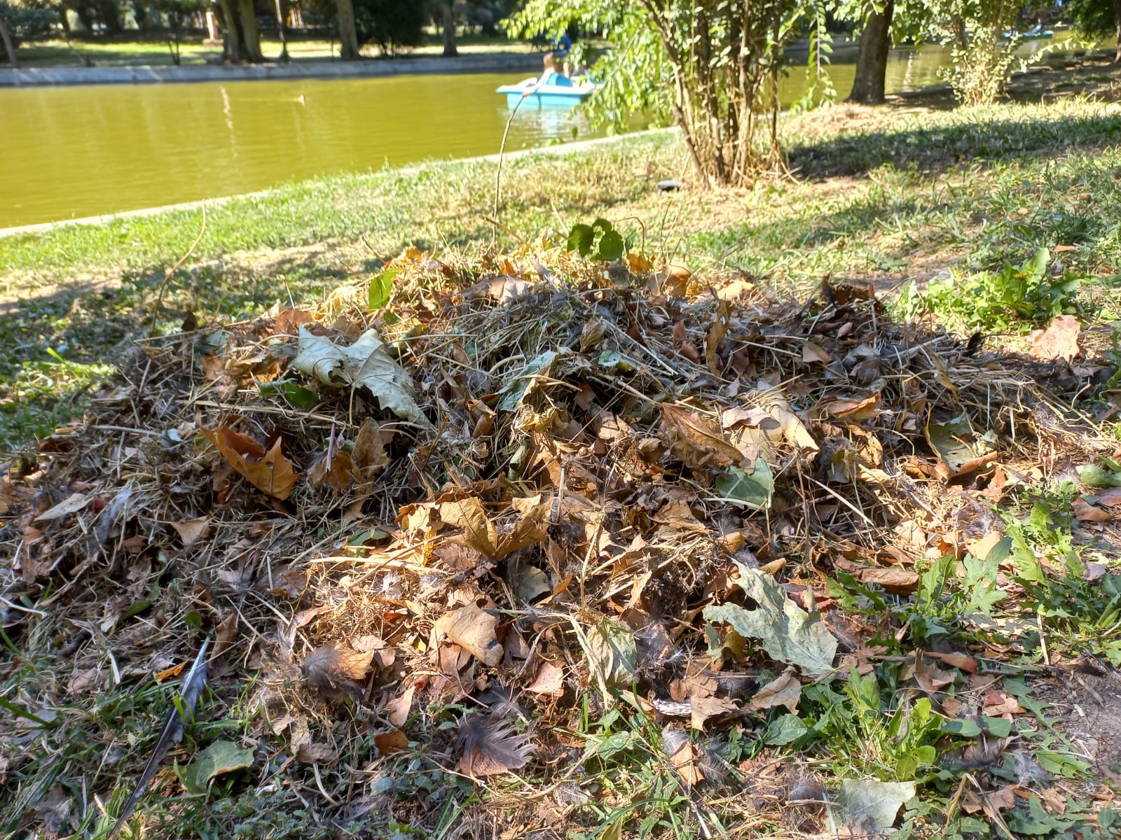 Polițiștii locali au amendat o clinică stomatologică cu 70.000 de lei pentru aruncarea de deșeuri medicale în Parcul Cişmigiu, după ce au descoperit gunoaie de acest tip în miez de noapte