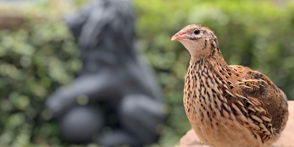 Ce secrete ascund păsările: De ce unele depun eforturi mai mari pentru pui?