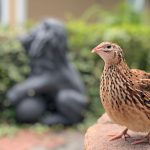 Ce secrete ascund păsările: De ce unele depun eforturi mai mari pentru pui?