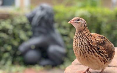 Ce secrete ascund păsările: De ce unele depun eforturi mai mari pentru pui?