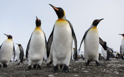 Specia uriașă de pinguini, în pericol: A intrat pe lista neagră globală