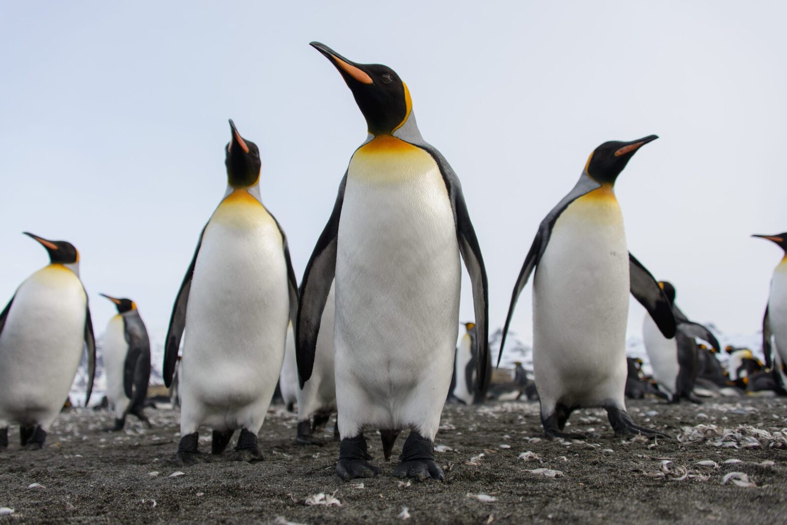 Specia uriașă de pinguini, în pericol: A intrat pe lista neagră globală
