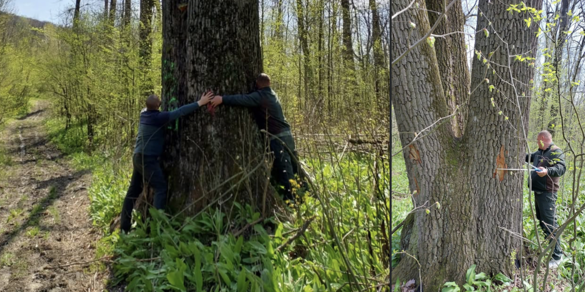 Ministrul Mediului, veste bună: Arborii seculari de lângă Iași, salvați! (FOTO)