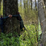 Ministrul Mediului, veste bună: Arborii seculari de lângă Iași, salvați! (FOTO)