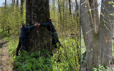 Ministrul Mediului, veste bună: Arborii seculari de lângă Iași, salvați! (FOTO)